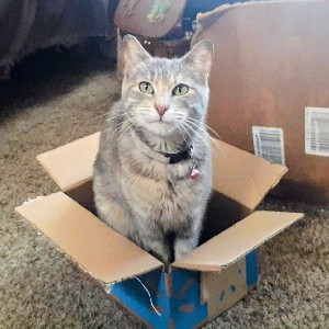 a photo of Ziggy sitting happily in a cardboard box